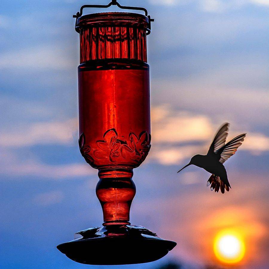 40 Bird Feeder Ideas: DIY Designs for a Lively Garden