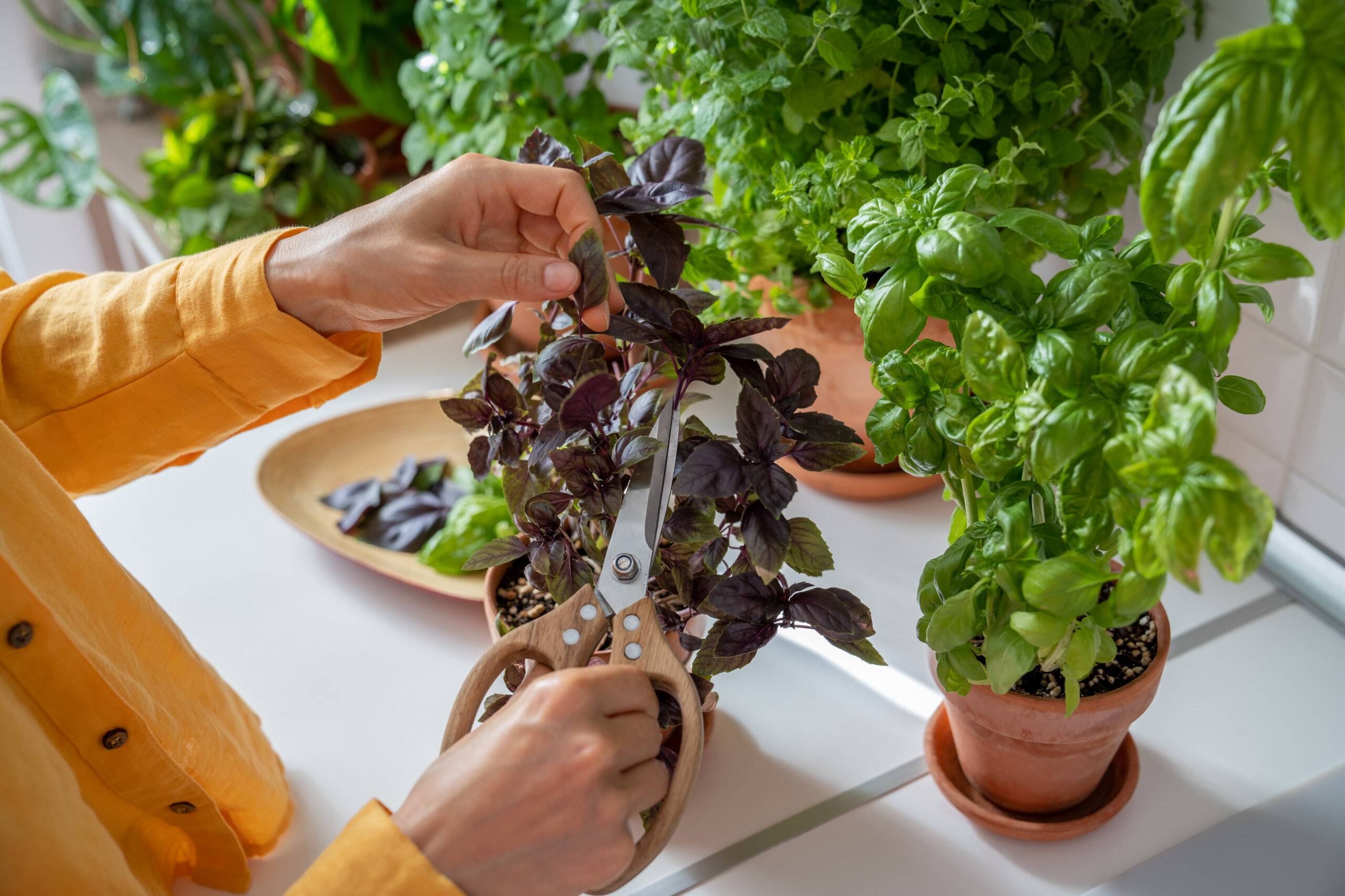 Woman growing herbs in pots cutting purple basil leaves on kitchen for cooking at home, hands close-up. Female cook takes fresh eco plant to prepare food. House planting, gardening, culinary concept.