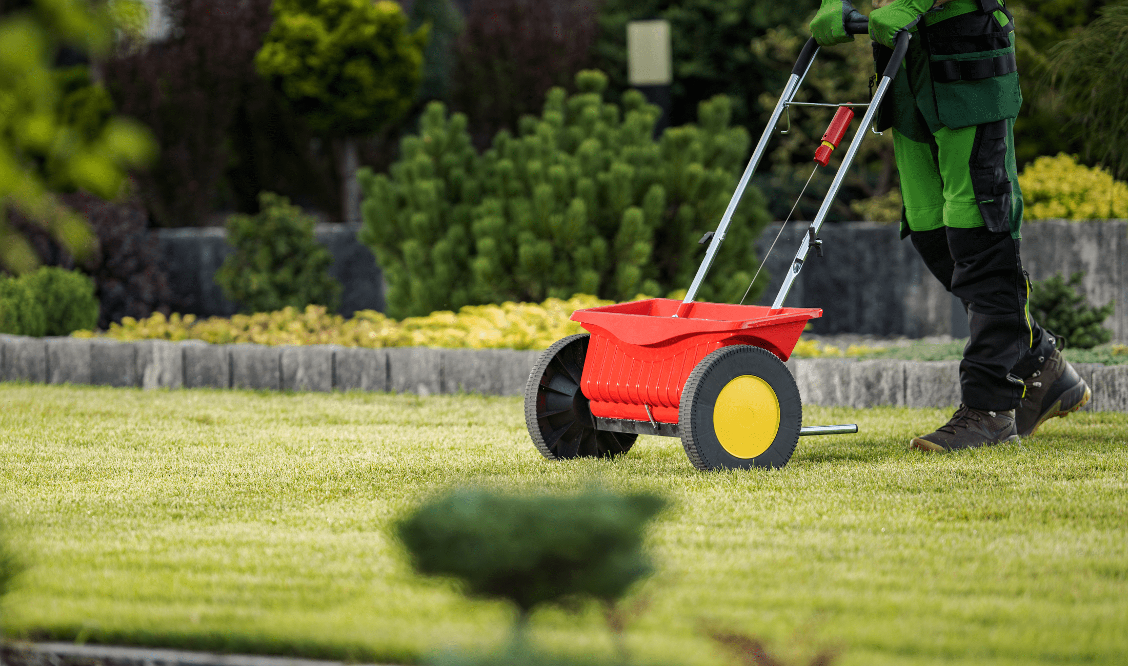 A person pushing a grass seeder across a lawn.