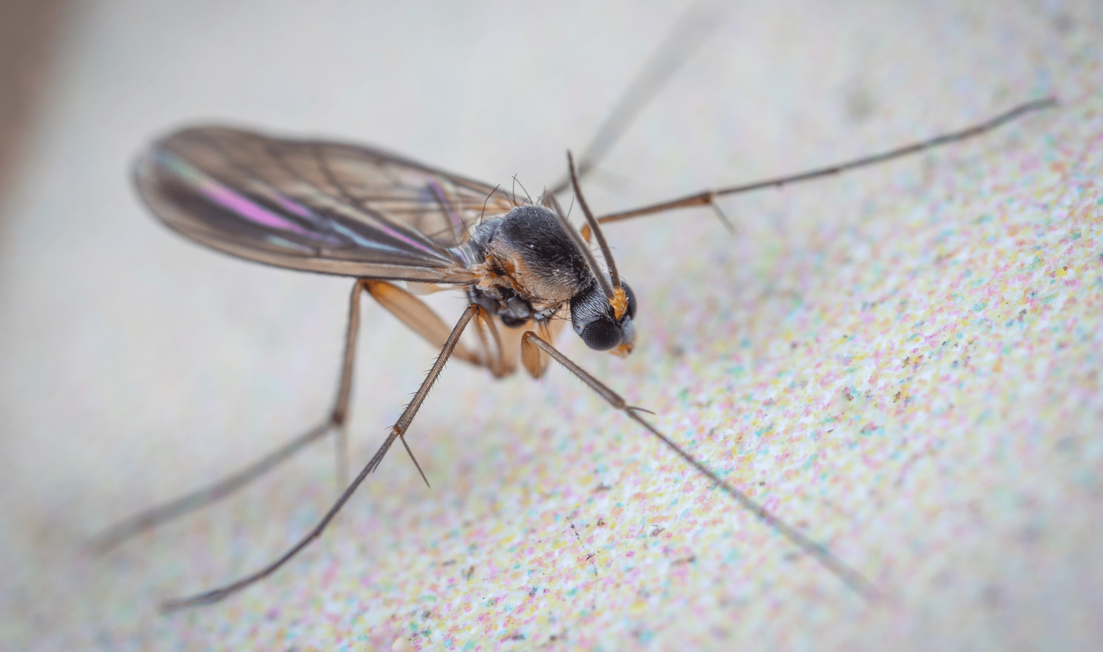 A closeup photo of a fungus gnat. 