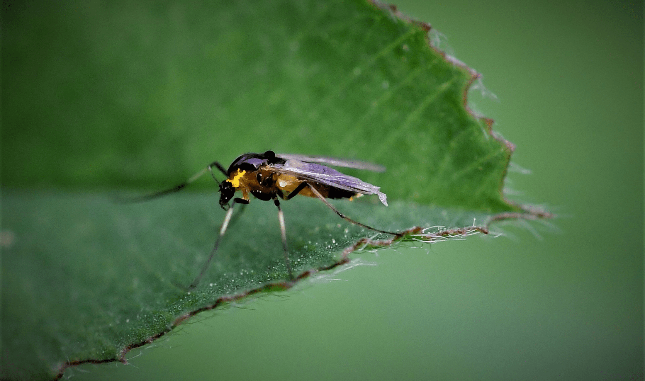 A closeup photo of a fungus gnat. 