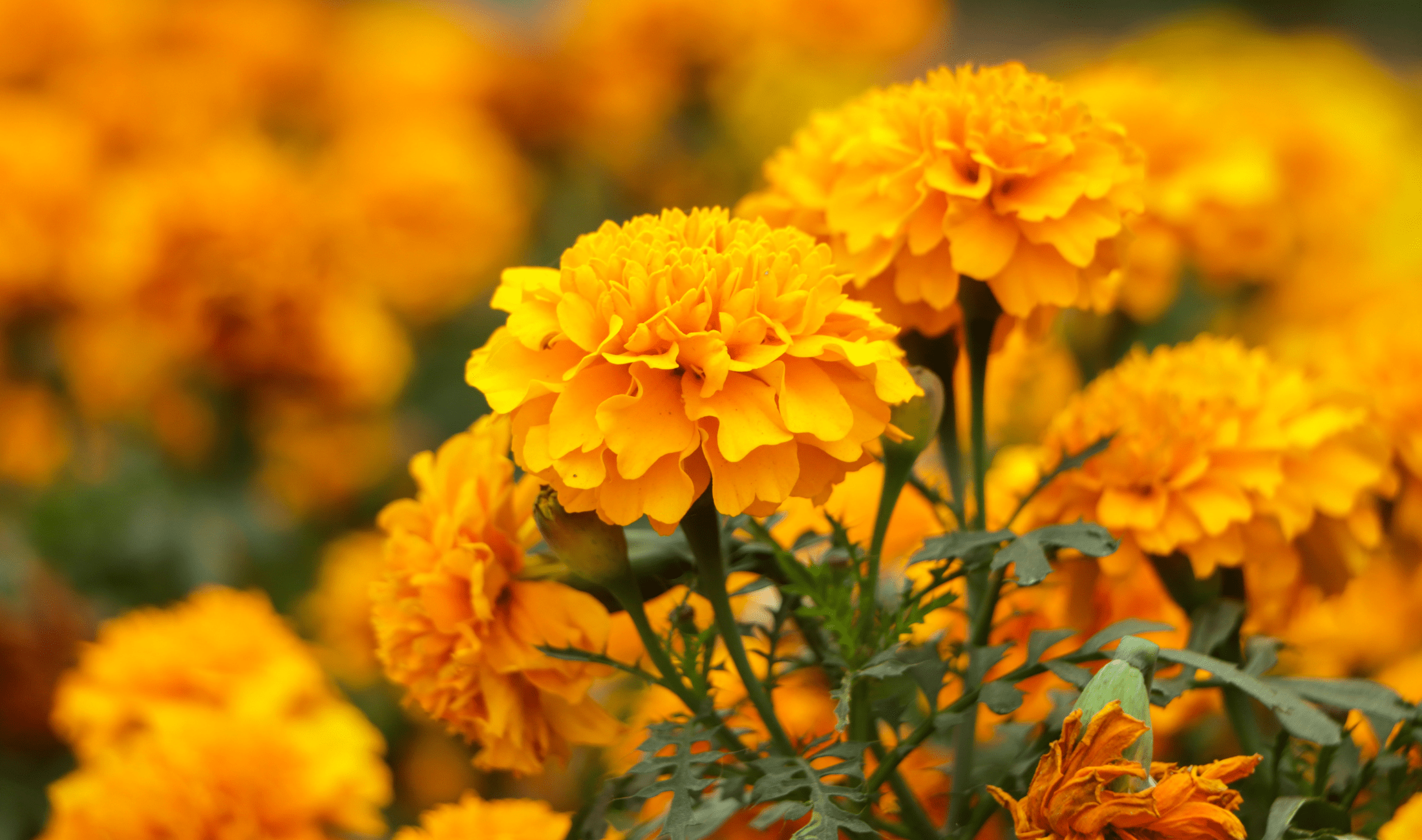 A close photo of some marigolds.