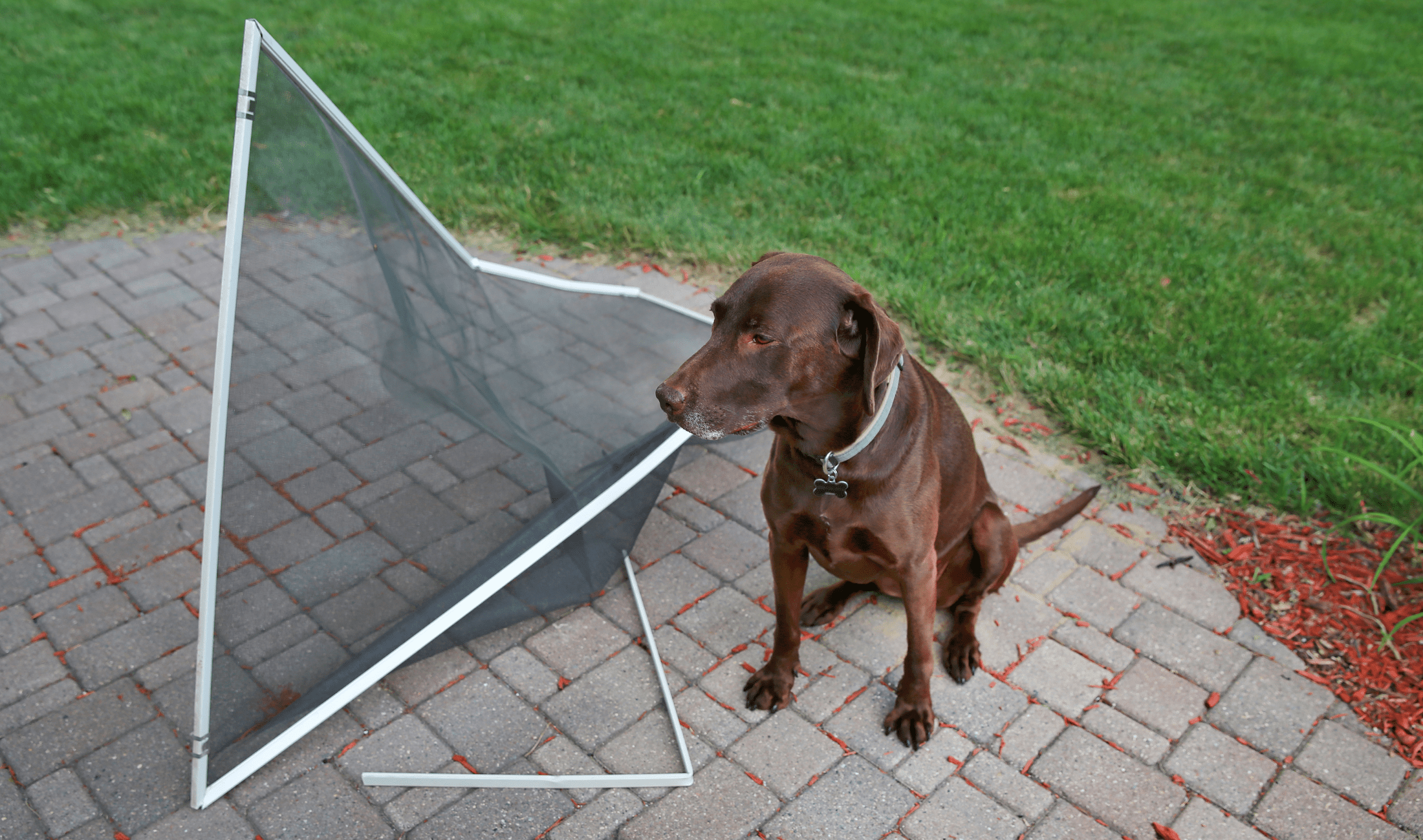 A dog holding a severely bent screen door in its mouth.