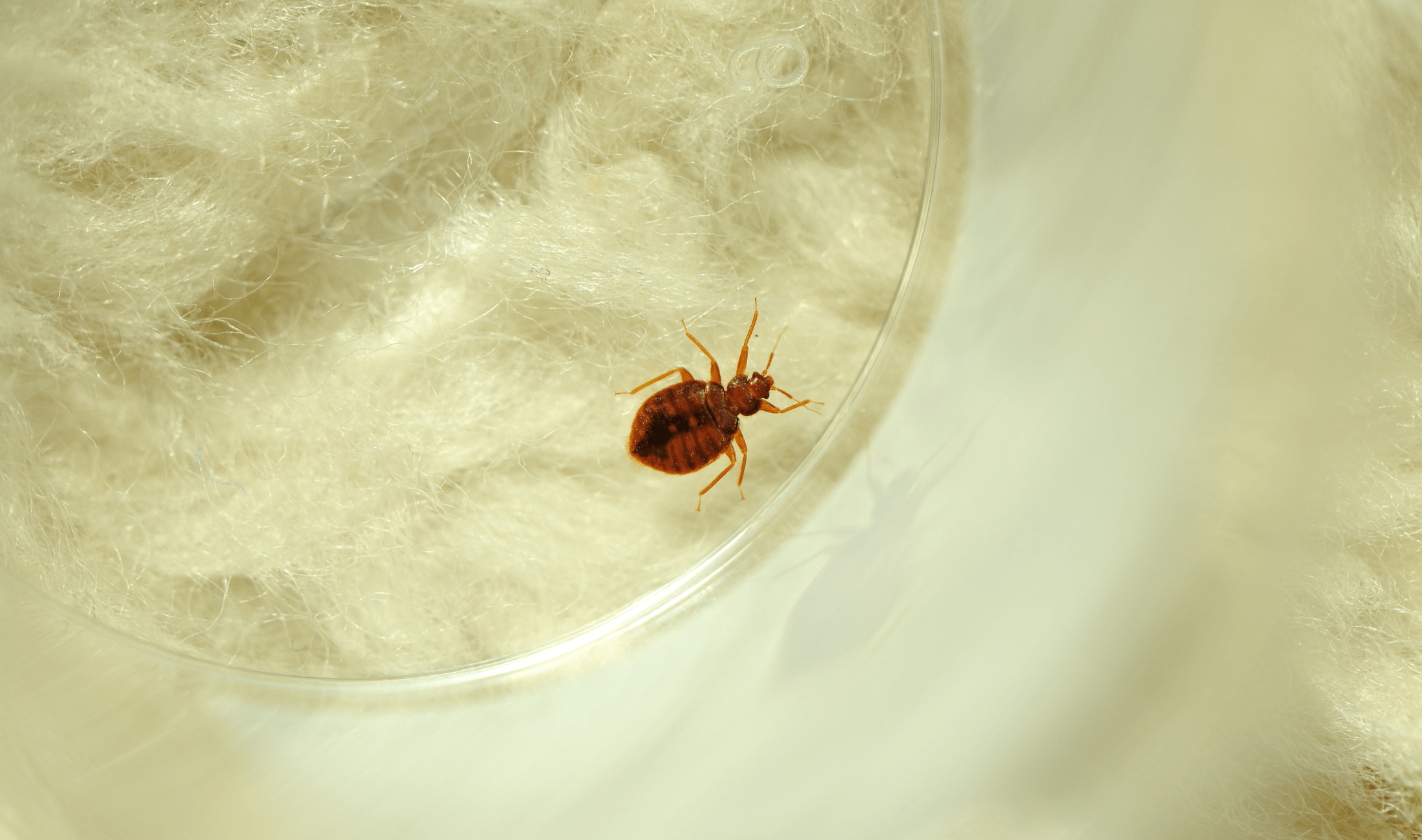A closeup of a bedbug in a rug.